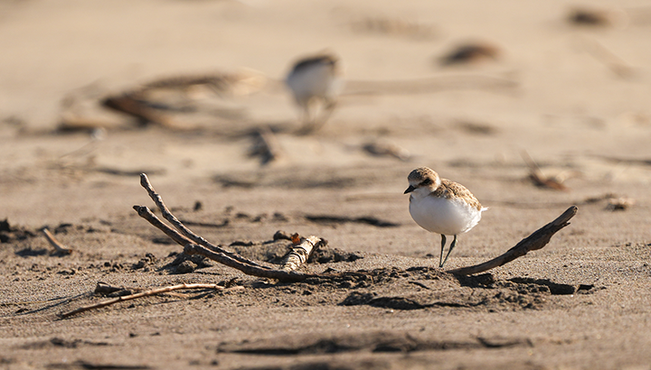 Gravelots à collier interrompu : bilan du passage de juillet !
